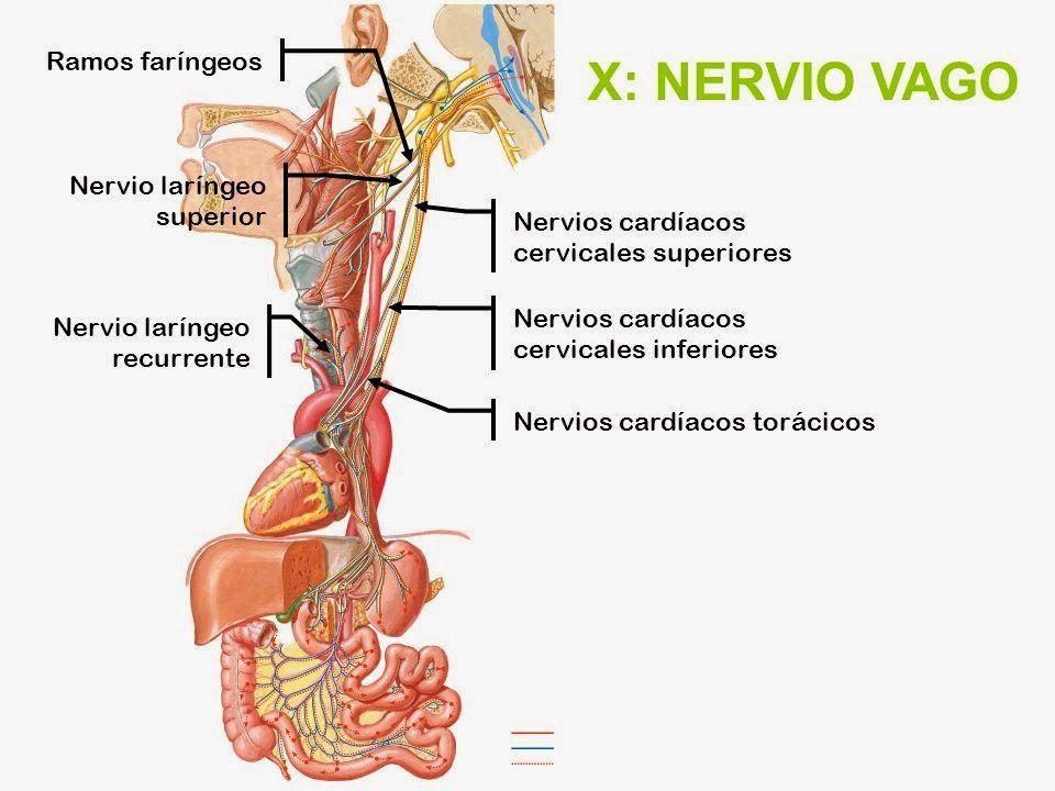 DiagramaEl contenido generado por IA puede ser incorrecto.